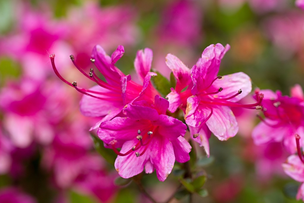 bloesem hdr voorjaar lente bloem bloemen flora fruitbomen betuwe kersenbloesem japan sakura fruit fruitbomen